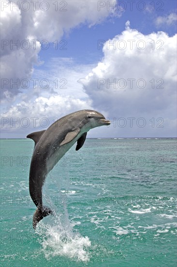 Bottlenose dolphin (Tursiops truncatus), Caribbean, Honduras, Central America