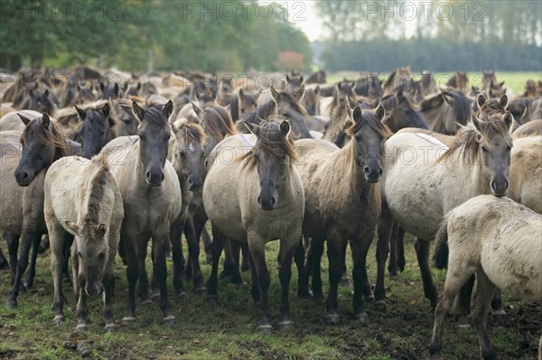 Dülmen wild horses, Merfelder Bruch, Dülmen, North Rhine-Westphalia, Dülmen wild horse, Germany,