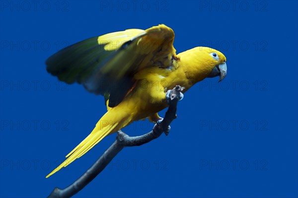Golden Conure (Aratinga guarouba)