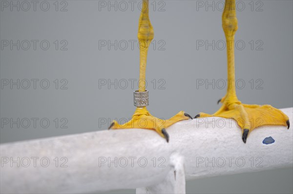 Herring Gull, feet with ring from Arnhem Bird Observatory, Texel Island, North Holland, Netherlands