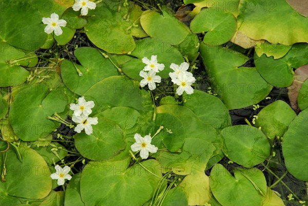 Nymphoides (Nymphoides ezannoi) ember skin