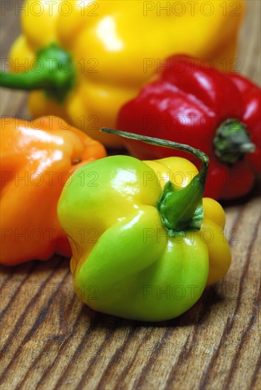Habanero (Capsicum chinense) chili, chili