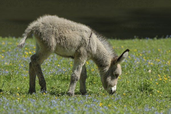House-donkey, foal