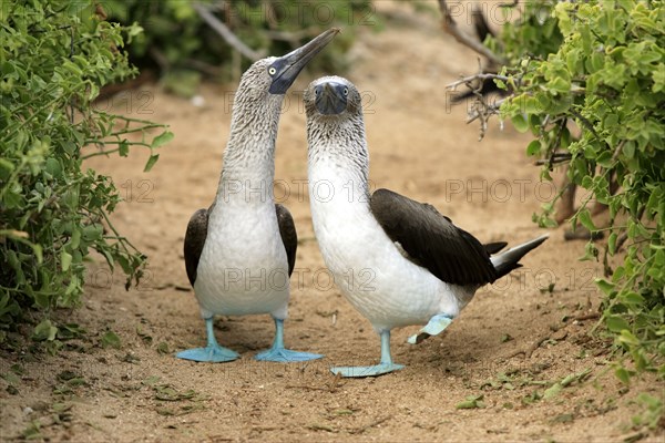 Blue-footed Boobies (Sula nebouxii), pair, Galapagos Islands, Ecuador, South America