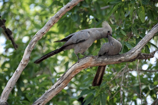 Go-away Bird feeding young, Kruger national park, South Africa, Grey Lourie (Corythaixoides