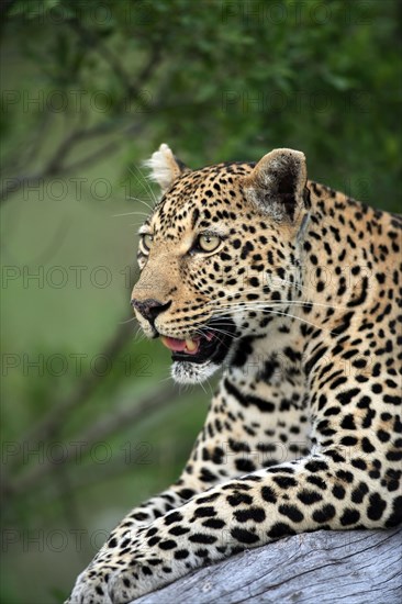 African Leopard (Panthera pardus), Sabi Sabi Private Game Reserve, South Africa, Africa