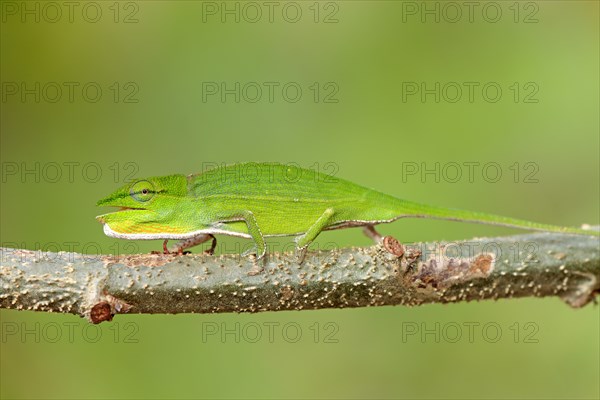 Perinet chameleon (Calumma gastrotaenia), female, perinet chameleon, page, Madagascar, Africa