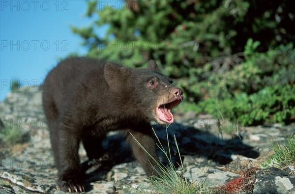 American black bear (Ursus americanus)