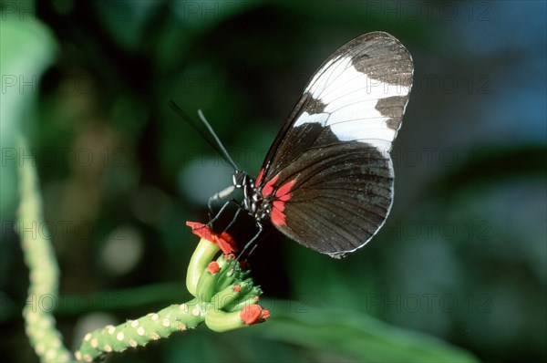 Postman butterfly (Heliconius melpomene), page, Costa Rica, Central America