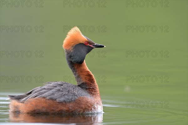 Horned Grebe (Podiceps auritus) swims in water, Västergotland, Sweden, Europe