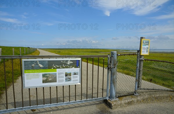 Nature reserve De Schorren, view from the dike to the salt marshes, island Texel, North Sea, North