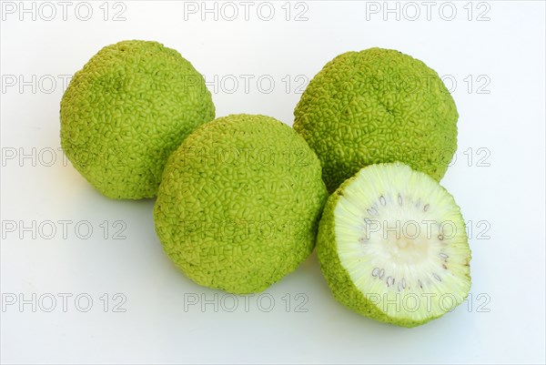 Hedge apple (Maclura pomifera) fruit