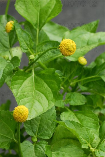 Paracress (Spilanthes oleracea) (Acmella oleracea), tingling button, toothache plant