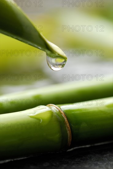 Bamboo cane with water drops