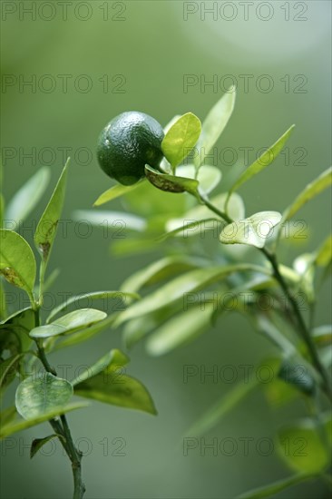 Lime (Citrus latifolia)