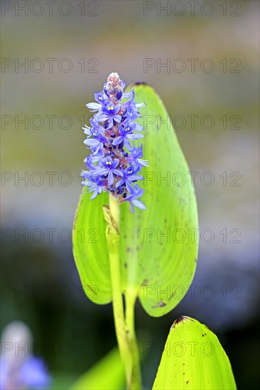 Pickerelweed (Pontederia cordata), Pontederiaceae