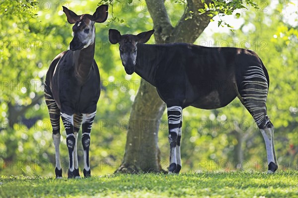 Okapis (Okapi johnstoni)