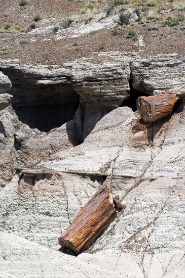 Petrified wood exposed by soil erosion in the badlands of the Painted Desert and Petrified Forest