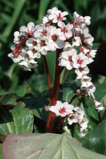 Bergenia (Bergenia cordifolia)