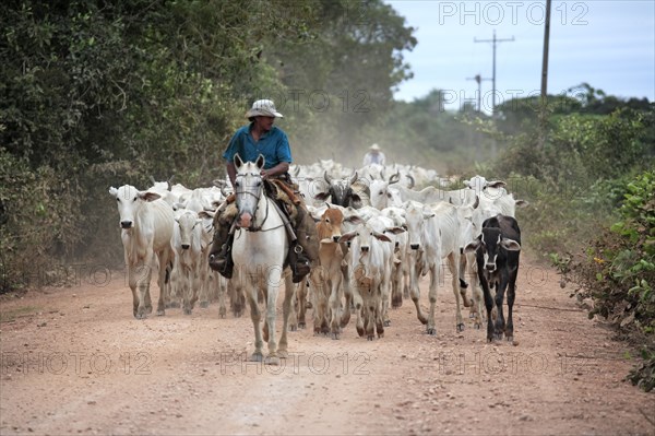 Cowboy on horseback with herd of cattle, Pantanal, Brazil, vaqueiro, pantaneiro horse, South