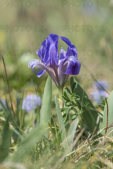 Iris species (Iris pumila), Austria, Europe