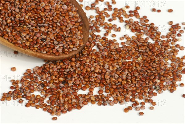 Quinoa (Chenopodium quinoa)