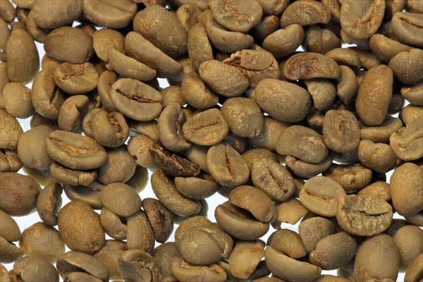 Raw, coffee tree (Coffea), coffee beans, coffee bean