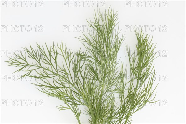 Dill (Anethum graveolens)