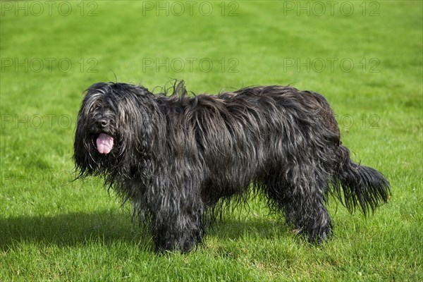 Schapendoes, Dutch shepherd domestic dog (Canis lupus familiaris) in the garden