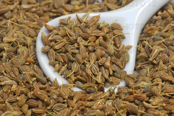 Aniseed (Pimpinella anisum) Seeds