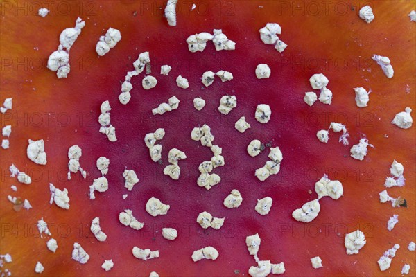 Close-up of red cap of fly agaric (Amanita muscaria), fly amanita mushroom showing white spots,