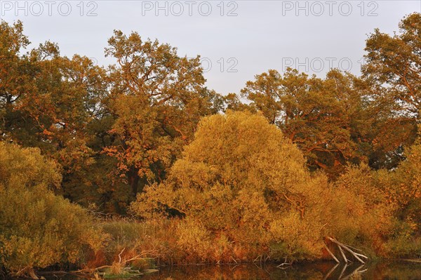 Ancient oaks with willows in autumn foliage at an oxbow lake, Middle Elbe Biosphere Reserve,