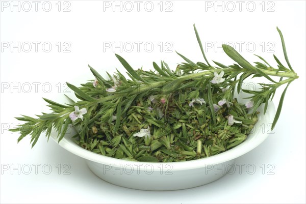 Summer savory (Satureja hortensis), also garden savory, true savory, pepperwort, family of the