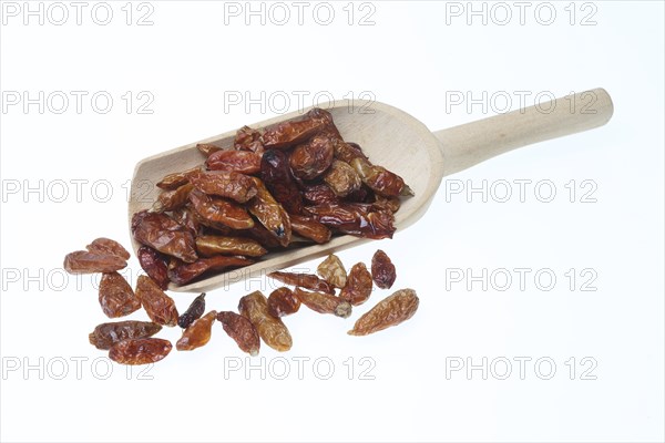 Chilli of the species Pequin or sweet pepper (Capsicum) annuum Pequin, one of the original forms of