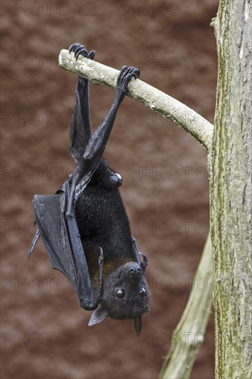 Lyle's flying fox (Pteropus lylei) native to Cambodia, Thailand and Vietnam, male hanging upside