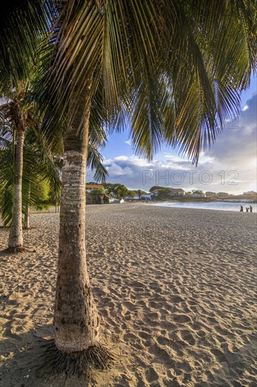 Palms at sandbeach in twilight.Tarrafal. Santiago. Cabo Verde. Africa