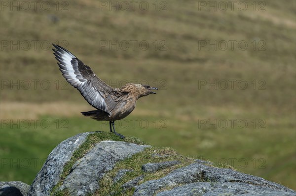 Great Skua (Stercorarius skua) beating its wings, Runde, Møre og Romsdal, Norway, Europe