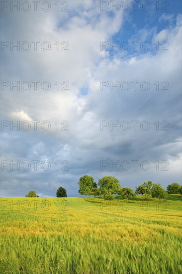 Summer thunderstorm atmosphere over lush green wheat fields in the evening light, Zürcher Oberland,