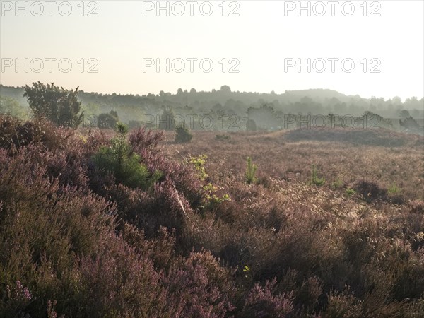 Heath blossom in the early morning in the Lüneburg Heath nature Park. The landscape in the heath