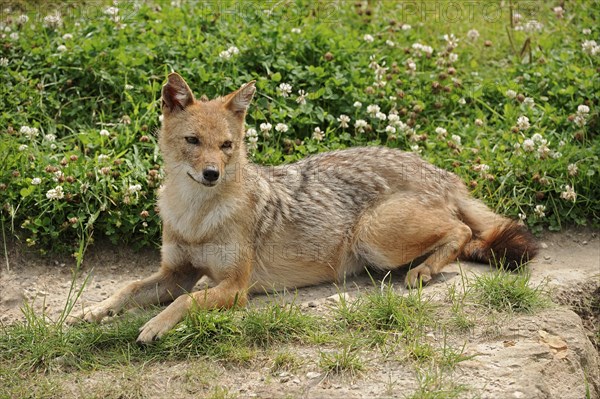 Golden jackal (Canis aureus), captive, occurring in Asia and Europe