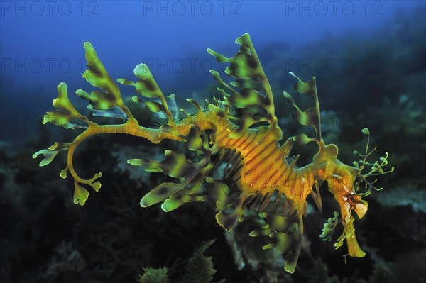 Ragfish (Phycodurus eques), Kangaroo Island, Pacific Ocean, South Australia