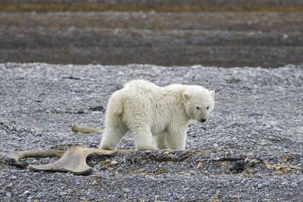 Young scavenging polar bear (Ursus maritimus) cub foraging among stranded whale bones on shingle