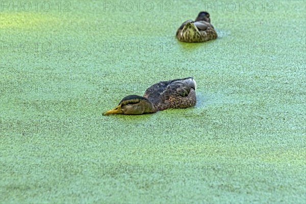Mallards (Anas platyrhynchos) females swimming on pond with duckweeds (Lemna), duckweed, small lake
