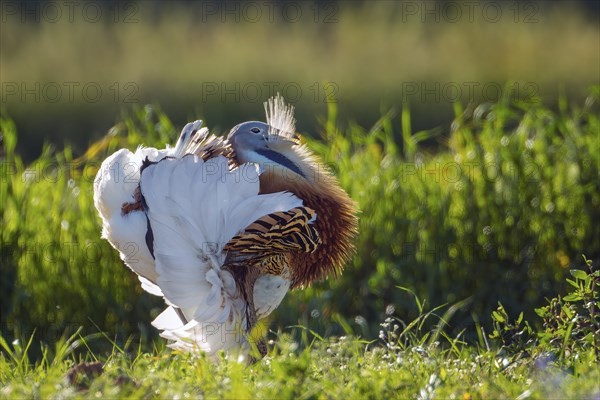 Great bustard (Otis tarda) mating male, spread beard feathers and wings, heaviest flying bird, La