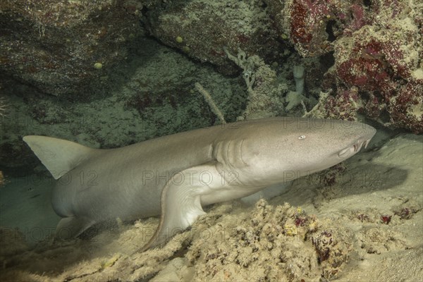 Nurse shark (Nebrius ferrugineus) lying in small grotto leaning on pectoral fin lifting upper body,