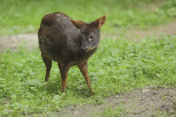 Southern pudu (Pudu puda), captive