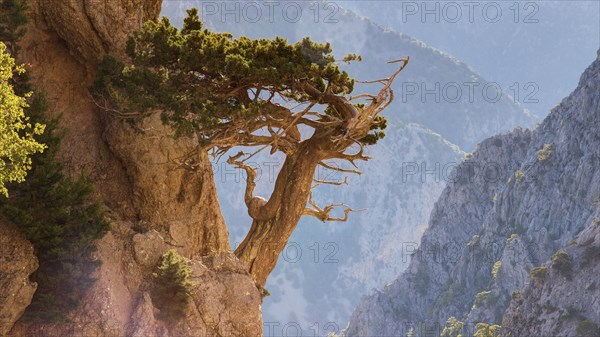 Gnarled tree clinging to rocks, HDR, Gingilos, Hiking on the Gingilos, Morning light, Samaria