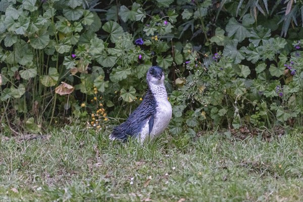 Blauer Pinguin (Eudyptula minor), Oamaru, Bezirk Waitaki, Otago, Neuseeland