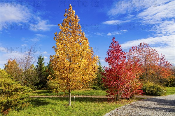 The Forest Botanical Garden Tharandt is an institution of the Technical University of Dresden and