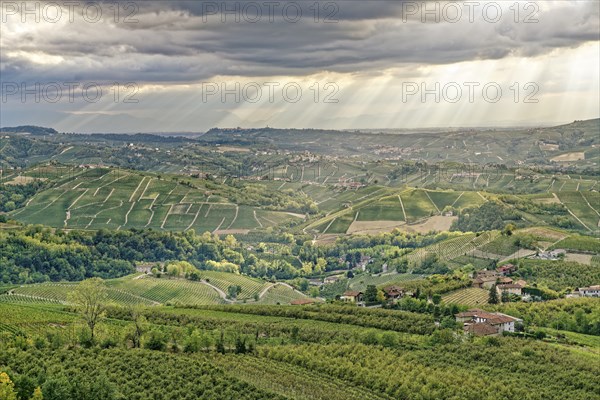 Wine hills near Diano d'Alba, Barolo region, Langhe, Piedmont, Italy, UNESCO World Heritage Site,